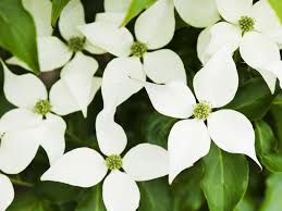 Dogwood Tree Planting Care Varieties And Facts Kousa Dogwood Tree Dogwood Trees Dogwood Tree Flower