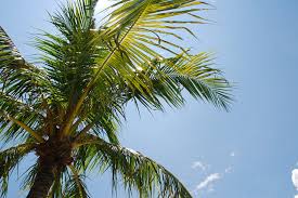 Gambar lucu emang selalu bisa jadi mood booster, apalagi kalau dibagikan di grup wa. Pokok Kelapa Kalau Ada Buah Mesti Gambar Ni Lagi Lawa Rashidi Mohamed Ramli Flickr