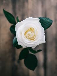 White Rose Enclosed Photograph Flower Pictures Flower Images White Roses