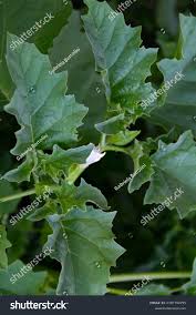 Image result for Datura ferox