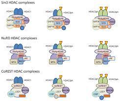 Class I Hdac1 Hdac2 Multiprotein Complexes Multiprotein Complexes Download Scientific Diagram