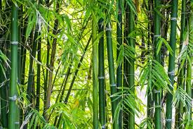 It makes a fantastic textural contrast. How To Get Rid Of Bamboo Or Stop Your Neighbor S Plant From Invading Your Yard The Practical Planter