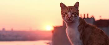 Kedi Belgeseli Bugun Vizyonda Kedi Hayvanlar Hayvan
