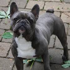 Wir züchten bullys mit nase und rücken. Welche Arten Der Franzosischen Bulldogge Gibt Es Hund Unterschied Rasse