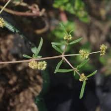 Image result for Gisekia