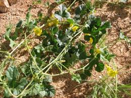 Image result for Cucumis