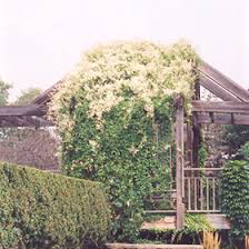 Look no further than amazing vines & trees! Silver Lace Vine Polygonum Aubertii In Burlington Waterdown Dundas Ontario Ontario On At Connon Nurseries
