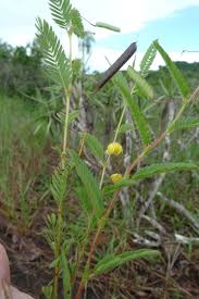 Image result for Chamaecrista zambesica
