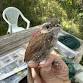 Bird Banding — Linda Loring Nature Foundation event image