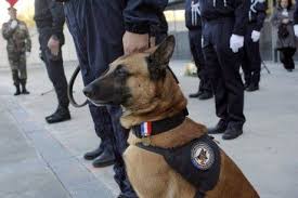 france hails police dog with 1 700 arrests under its collar police dogs dogs gaurd dogs