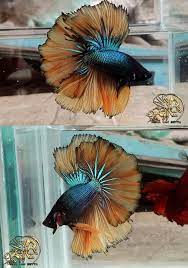Green Mustard Halfmoon Betta Betta Fish Tank Pet Fish Betta Fish