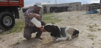 Konya Da Holstein Cinsi Inek Iki Ayakli Buzagi Dogurdu Guncel Haberleri