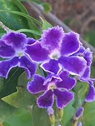 Maybe you would like to learn more about one of these? Purple Sky Flowers Blooming In South Texas Garden Photograph By Ilianna Juarez