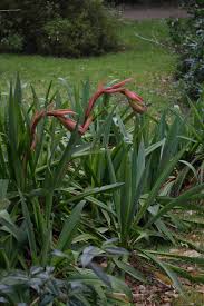 Image result for Beschorneria yuccoides