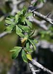 Image result for Euphorbia matabelensis