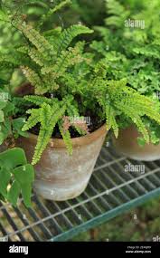 Image result for Adiantum hispidulum