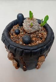 Image result for Euphorbia baylissii