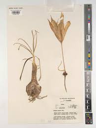 Image result for Crinum walteri