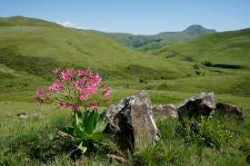 Image result for Cyrtanthus welwitschii