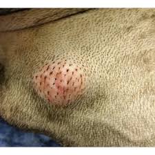 Image result for mastocytoma in dogs