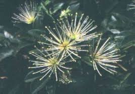 Image result for Maerua