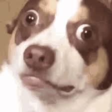 funny animals dog gif tenor gif keyboard bring personality to your conversations say more with tenor funny animals funny dog faces dogs
