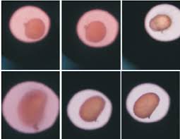 Image result for Ampelopteris