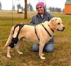 Check spelling or type a new query. Ortho Dog Home Facebook