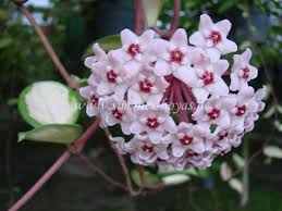 Check spelling or type a new query. Hoya Carnosa R Brown 1810 Simones Hoyas