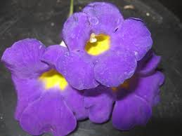 Image result for Thunbergia laborans