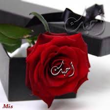 احبك Cute I Love You Arabic Love Quotes Love Words