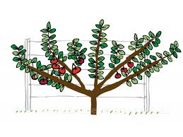 Shaping and promoting a particular tree form is done to establish the plant in a particular situation under certain. Fan Espalier Woodbridge Fruit Trees