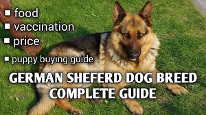 German Shepherd Dog Guide In Hindi Ii Puppy Buying Guide Ii Vaccination Ii Food