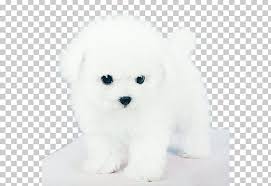 Check spelling or type a new query. Maltese Dog Bichon Frise Bolognese Dog Havanese Dog Miniature Poodle Png Clipart Animal Animals Bichon Bolognese