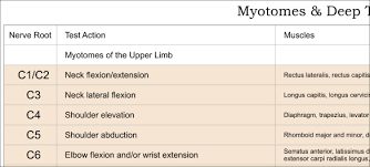 11 You Will Love Dermatomes Myotomes Chart