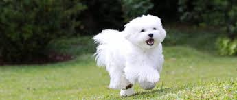 Get permanent hair reduction from the comfort of home in just 4 weeks. Malteser Was Sie Uber Die Verspielten Hunde Wissen Mussen Das Tierlexikon De