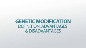 Of course, genetic modification needs to be used with great care, with regulations in place to ensure it's used safely and effectively. Genetic Modification Definition Advantages Disadvantages Video Lesson Transcript Study Com