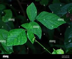 Image result for Pseudarthria