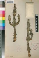 Image result for Euphorbia memoralis