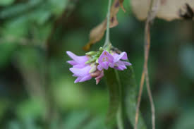 Image result for Abrus melanospermus