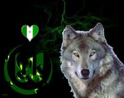 A virtual museum of sports logos, uniforms and historical items. Grey Wolf Blue Eyes 1024x810 Wallpaper Teahub Io