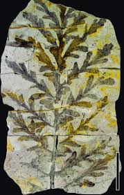 Image result for Fern Green 1977 Renault