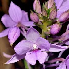 Image result for Calanthe sylvatica