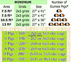 Pin On Guinea Pig Care
