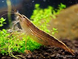 Atyopsis Moluccensis La Gambita Mas Chula Que He Tenido En El Acuario Fish Freshwater Aquarium Shrimp Freshwater Aquarium