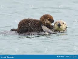 646 Baby Sea Otter Stock Photos - Free & Royalty-Free Stock Photos from  Dreamstime