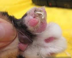 Nail disorders in cats may be caused by: Swollen Toe Ingrown Nail Or Something More Serious Seattle Wa Veterinarians Veterinary Hospital Hawthorne Hills Veterinary Hospital Seattle