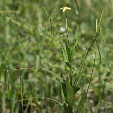 Image result for Tricliceras lanceolatum