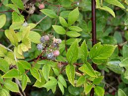 Image result for Rubus adolfi-friederici