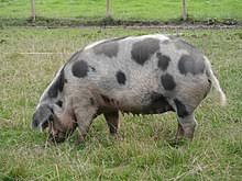 domestic pig wikipedia